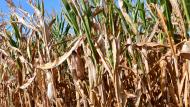 Pour la récolte du maïs grain à sécher dont la rentabilité est entre autres liée aux coûts du séchage, il est essentiel de limiter au maximum ces frais, a fortiori, cette année! Et donc, il est urgent... d’attendre!
