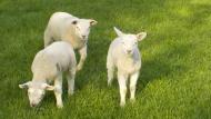 Les jeunes agneaux au pâturage commencent à manger de l'herbe. Cependant, un agneau ne peut survivre sans une quantité suffisante de lait pendant les 5 premières semaines de sa vie et il ne se développera correctement que si le lait maternel est disponible en quantité suffisante pendant environ 8 semaines.