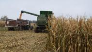Un bon rendement combiné à une faible teneur en humidité du grain  est un critère primordial dans le choix variétal en maïs grain.