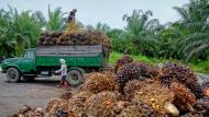 Les prix des huiles végétales sont en nette hausse. C’est notamment le cas  de l’huile de palme, en raison de craintes concernant la possible diminution des disponibilités exportables en Indonésie, le premier exportateur mondial.