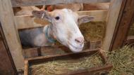Les exploitations en transformation fromagère sont constituées d’un cheptel d’environ  50 chèvres de plus de 6 mois alors que les exploitations laitières «livreuses» détiennent  en moyenne un cheptel d’environ 760 chèvres de plus de 6 mois.