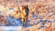 Le  loup  « Akéla » photographié dans les Hautes-Fagnes  en février 2019.