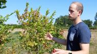 Le volet agroforesterie du projet wallon Agriculture, biodiversité,  Climat est conduit par Géraud de Streel.