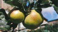 La pomme ‘Jacques Lebel’ trouvera assurément sa place dans le jardin d’amateur.