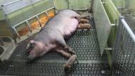 Duroc d'Olives prétend être la première exploitation porcine non biologique  de Flandre à fonctionner entièrement sans cage.