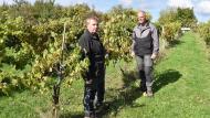 Laurent Delpierre, familier de la culture de raisins de table depuis son enfance, et Alain Rondia, viticulteur amateur, sont deux références au sein du Cra-w pour orienter les producteurs désireux de se diversifier dans la vigne.