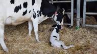 Une autre bonne mesure préventive contre l'hypercalcémie consiste à administrer des bolus de calcium aux vaches qui viennent de vêler.