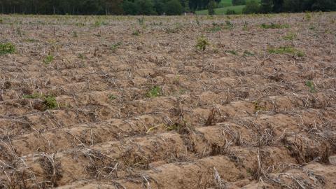 Mécanique, électrique, thermique… le défanage se réinvente
