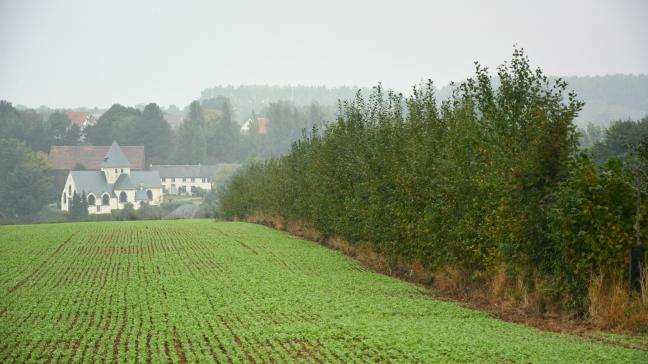 Tout alignement d’arbres contribue à augmenter durablement la teneur  en matière organique de la parcelle agricole.