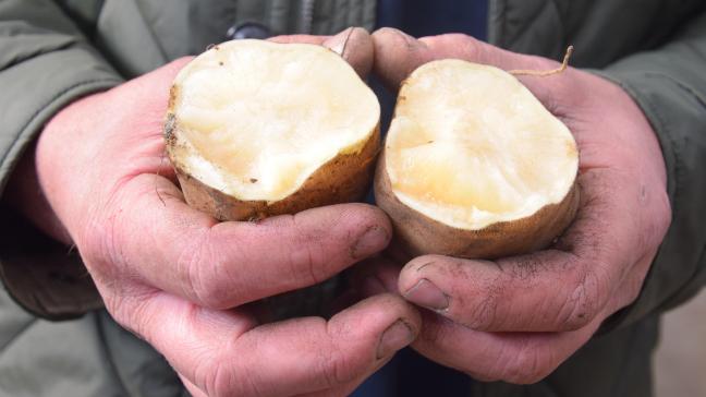 Le  yacón peut être  consommé sous de  nombreuses formes et présente donc beaucoup de possibilités culinaires.