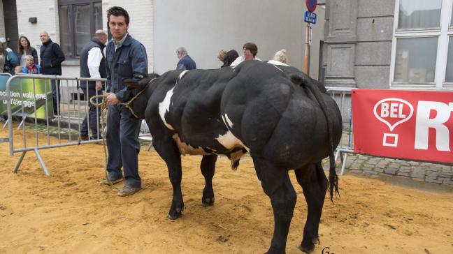 Vatand de la Gaieté (Litige X PDG), champion des petits taureaux,  à Yves & Isabelle Nerinckx, Bolinne.