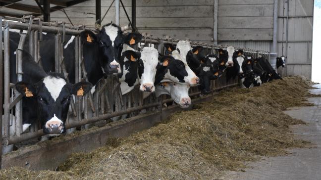 En raison du bon prix du lait bio, le nombre de vaches laitières a augmenté de 25
% en 2016 et de 15
% en 2017, pour s’établir à 17.100
têtes.