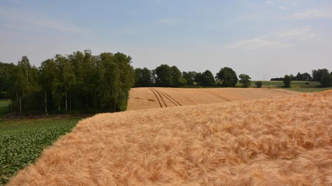 La relance de la filière brassicole est en marche en Wallonie. Pour ce faire des échantillons de la récolte 2018 seront bien utiles.