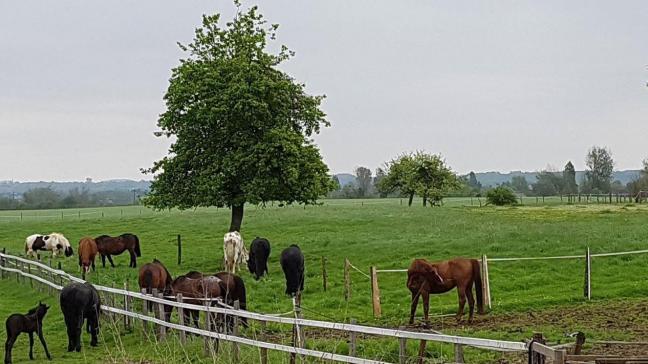 Les couloirs doivent faire le tour des différentes parcelles. Ils seront tantôt larges, tantôt plus étroits afin de stimuler le sens des animaux.