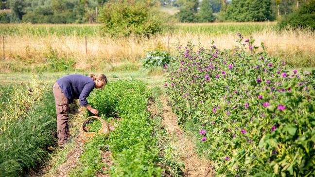 Une vingtaine de plantes médicinales et aromatiques sont cultivées par la jeune tisanière, en partie sur buttes de culture. Des lieux d’accueils pour la faune et la flore sauvage sont aménagés sur les 45 ares de terrain.