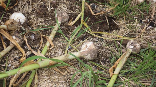 Un sol compacté, envahi de «mauvaises» herbes ou gorgé d