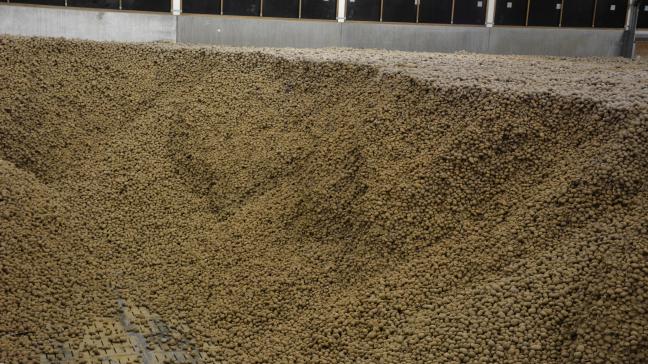 Les entrepôts de stockage, ainsi que les moyens de transport, devront être soigneusement nettoyés afin d’éviter la contamination des pommes de terre dans les années à venir.