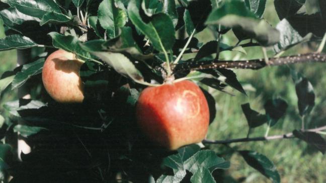 Symptômes de « russet ring » sur pomme Gala.