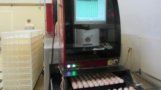 La réduction de la teneur en protéines de la ration alimentaire des grands parentaux et parentaux affecte leur taux de ponte, le poids des œufs et le taux d’éclosion. Par contre, l’humidité de la litière diminue ce qui réduit aussi les lésions aux pattes.