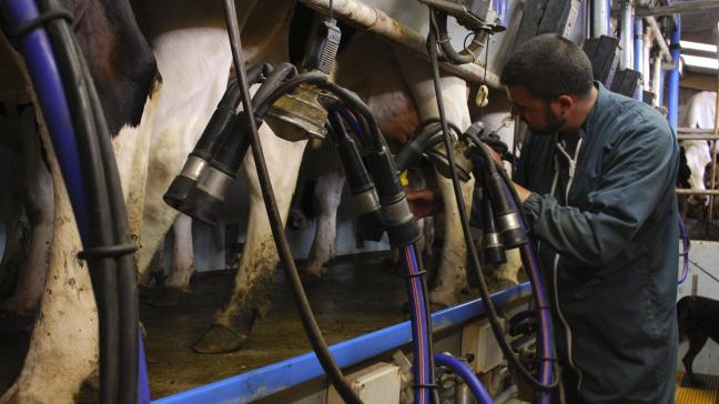 En Europe, les laiteries mettent la pression sur les éleveurs  pour les inciter à réduire leur production.