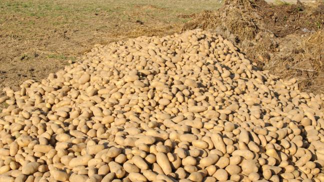 Belpotato.be estime que 750 000 tonnes de pommes de terre destinées à la transformation industrielle ne trouveront pas de débouchés. Cela représentent une perte de 125 millions d