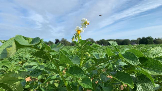 Les rangs se ferment un peu partout, mais les hampes florales sont déjà bien là, illustrant le manque d’eau observé en début de saison.
