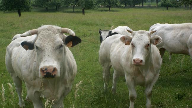 Les mouches peuvent transmettre des germes infectieux aux animaux  et ainsi mettre la santé du troupeau sous pression.