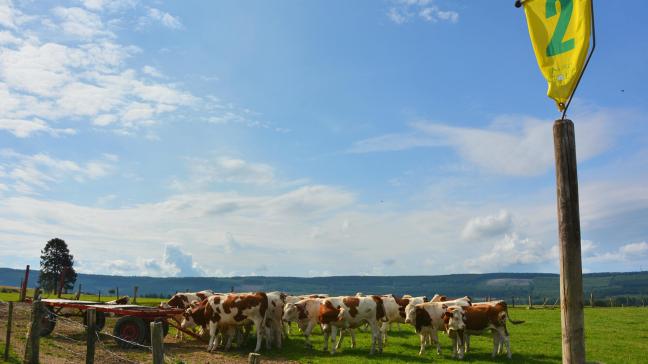 Le parcours s’étend sur 1.700 m et compte douze trous, parmi les vaches, chevaux, moutons… Des obstacles mobiles qu’il faut savoir éviter !