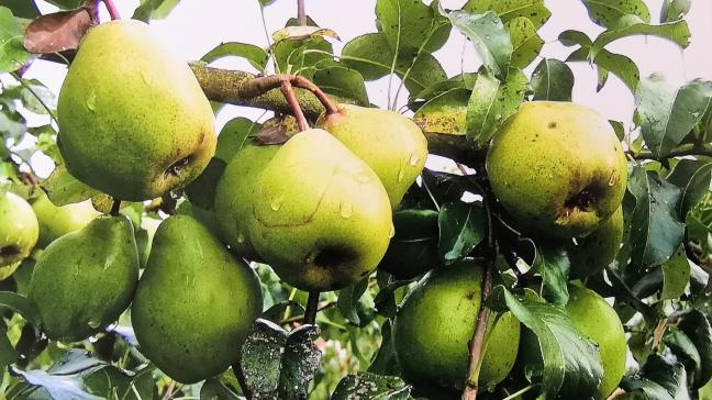 Beurré d’Hardenpont est une variété tardive d’automne  que l’on consomme en novembre-décembre.