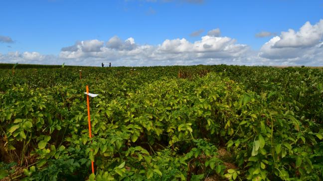 «D’ici quelques années, une série de variétés robustes vont trouver leur chemin aussi en agriculture conventionnelle, parce qu’elles s’accordent davantage avec les sensibilités de la société et l’évolution de nos conditions climatiques»,  affirme Daniel Ryckmans, de la Fiwap.