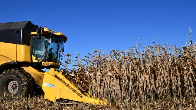 Les superficies consacrées à la culture de maïs grain dans notre pays ont progressé de 7 %, l’an dernier, par rapport à 2019, pour dépasser les 52.000 ha.