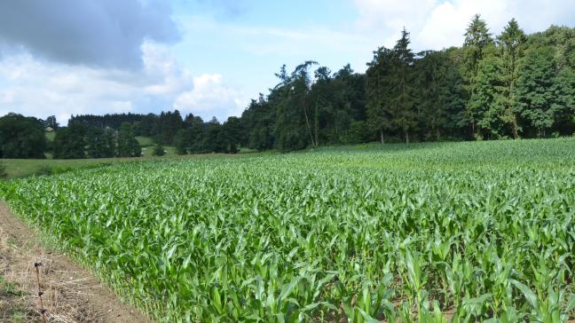Les conditions climatiques ont pesé au sud du Sillon Sambre-et-Meuse, comme dans le centre du pays, sur la croissance et le développement du maïs.