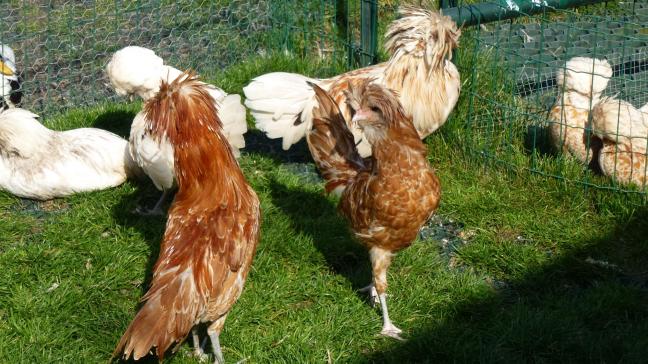 La préparation de la reproduction doit être faite avec soin  car le choix des reproducteurs conditionnera l’avenir de l’élevage.