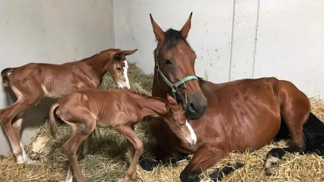 Une gestation gémellaire conduit le plus souvent à l’avortement des deux poulains  et ce, généralement entre le 5 e  et le 9 e  mois de la gestation.