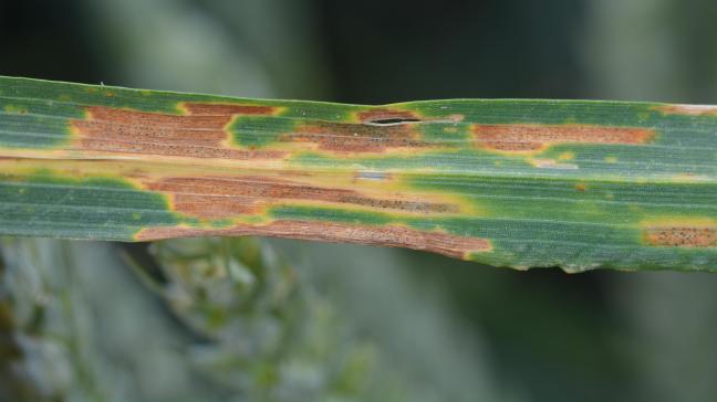 Quelques taches de septoriose sont visibles dans les étages foliaires inférieurs mais il est encore trop tôt pour juger la pression  des maladies en froment.