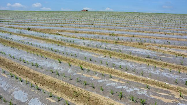 Ces dernières années, environ 1.100 ha de maïs ont été semés sous plastique en Wallonie.
