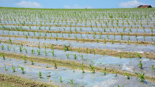 La plasticulture est davantage pratiquée en Ardenne et Haute-Ardenne où elle permet  de hâter la croissance du maïs. Son impact sur l’environnement pose toutefois question, raison pour laquelle une évaluation approfondie a été menée.