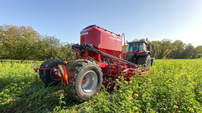 Semis direct dans un couvert haut.