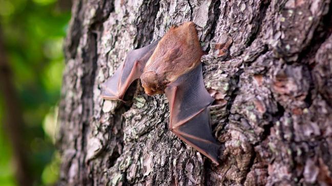 bat-1695186_1920