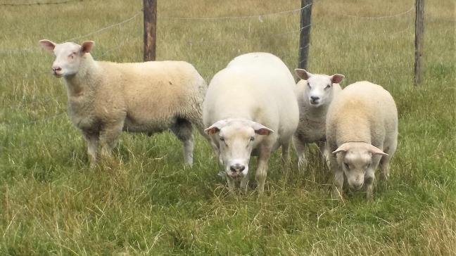 Le mois d’août est le moment idéal pour décider quels animaux  débuteront la prochaine saison de reproduction.