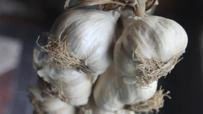 La conservation de l'ail se passe très bien avec des températures supérieures à 15°C.  Pourquoi pas les laisser bien en vue dans la maison ou dans la cuisine sous forme de belles tresses ?