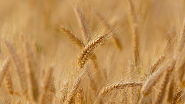 wheat-gf538b82ac_1920