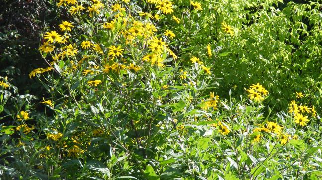 Les grandes fleurs jaunes du topinambour donnent une note décorative au potager de juillet à août.