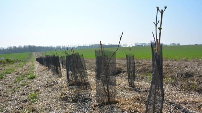 À la suite d’un engouement généralisé pour les initiatives de plantation, la Wallonie fait face à une pénurie de plants, freinant le bon déroulement de l’opération.