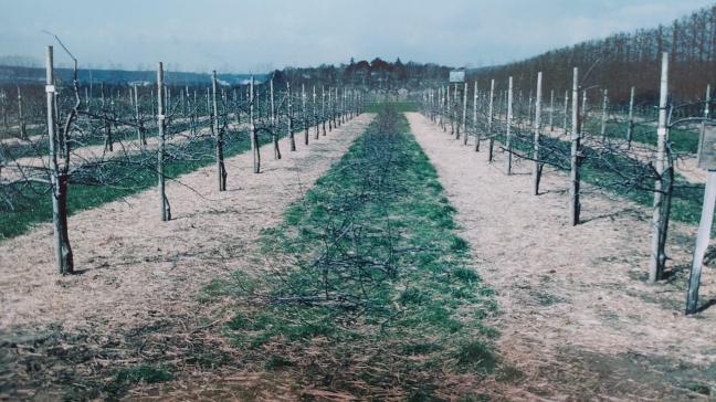 Sur un sol nu, apporter un mulch de matière organique sèche (paille, herbe, broyat de bois...) en guise de couverture permet de réduire facilement l’évaporation d’eau.