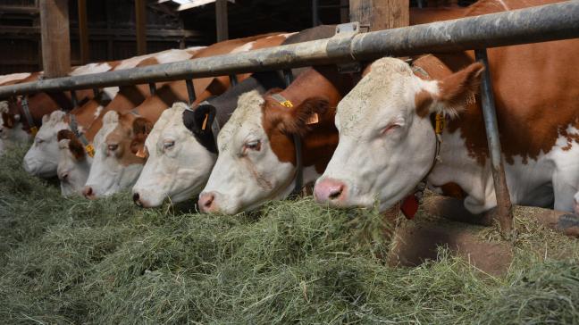 Actuellement, peu d’éleveurs laitiers manifestent une envie de se convertir  à l’agriculture bio. Cela s’explique, notamment, par la similitude  de prix observée entre lait bio et lait conventionnel.