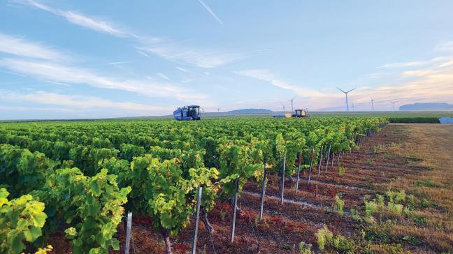 Vendanges mécaniques au Vignoble des Agaises.