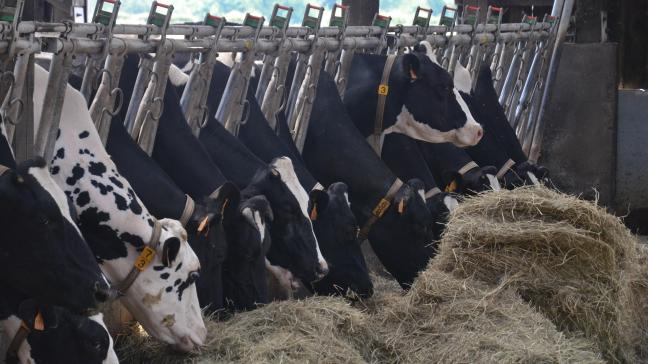 La paratuberculose, maladie bovine endémique en troupeau laitier, passe désormais sous les «radars génomiques» grâce au déploiement de nouveaux indicateurs génétiques de résistance.