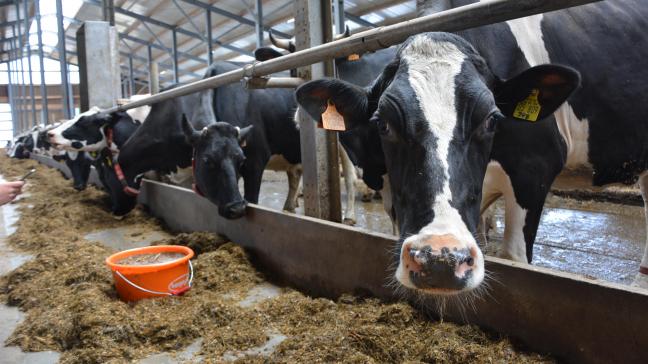 Lors du choix variétal, on sera attentif à divers critères de valeur alimentaire  tels que la teneur en amidon, la digestibilité de la matière organique et  la teneur énergétique (VEM) en vue de limiter le recours aux aliments concentrés.