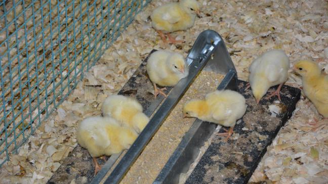 Environ sept milliards de poussins sont éliminés chaque année dans le monde...